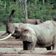 An African forest elephant.